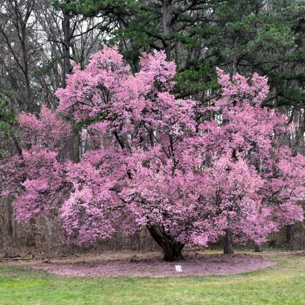 Cherry Flowering Okame