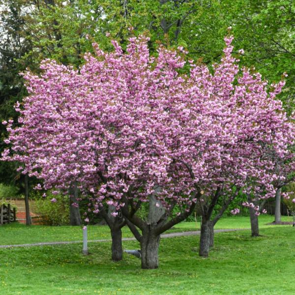 Cherry Flowering Kwanzan
