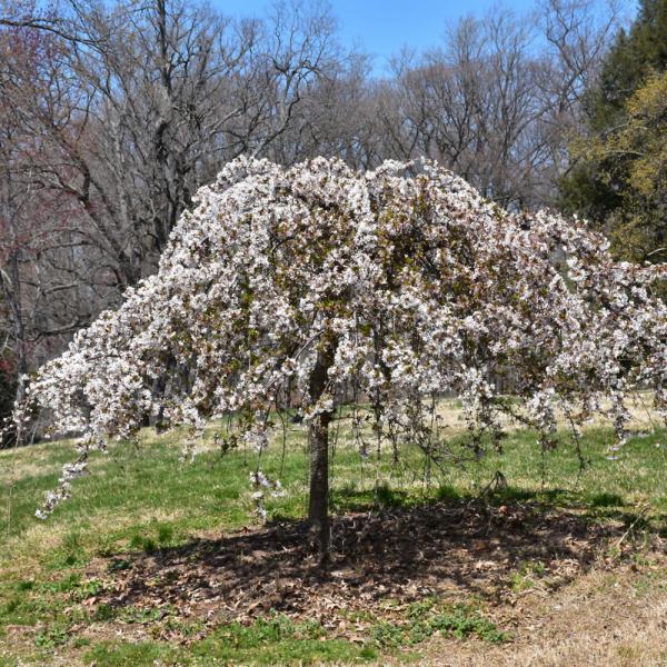 Cherry Snow Fountain
