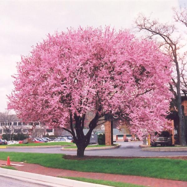 Plum Purpleleaf Thundercloud
