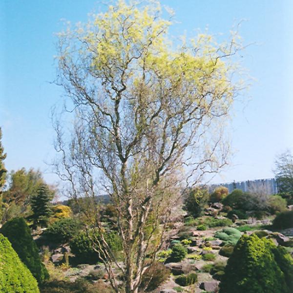 Willow Corkscrew