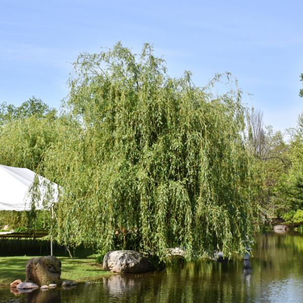 Willow Weeping Golden