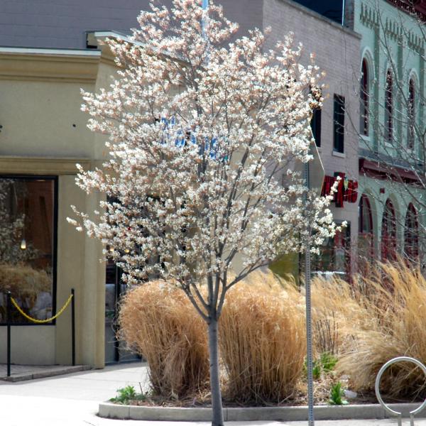 Serviceberry, Autumn Brilliance