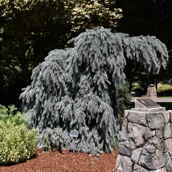 Spruce Weeping Colorado The Blues