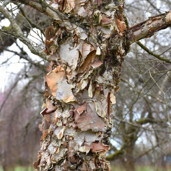 Birch City Slicker Multi Stem