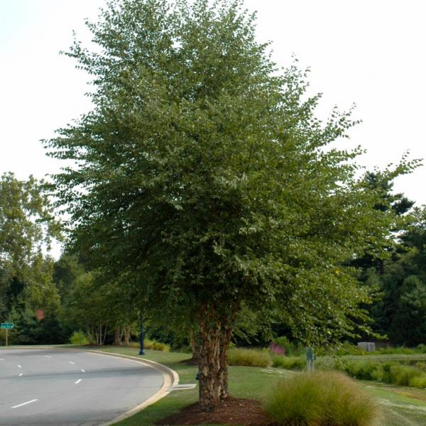 Birch, Dura Heat Multi Stem