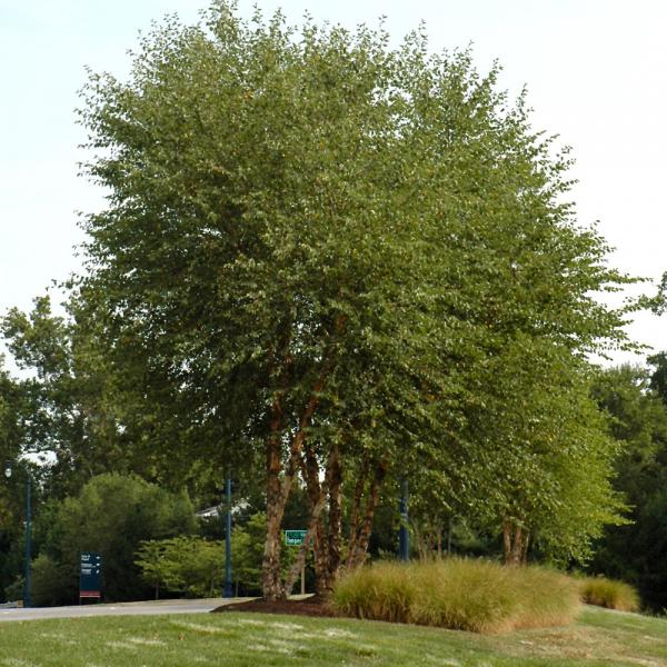 Birch, Heritage Multi Stem