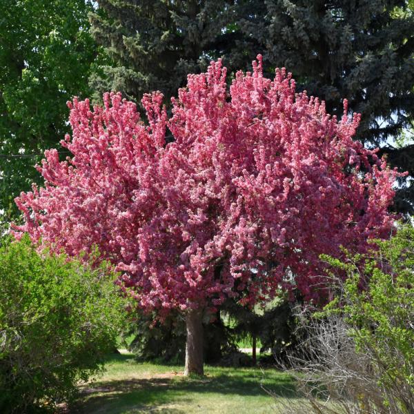 Crabapple Prairie Fire