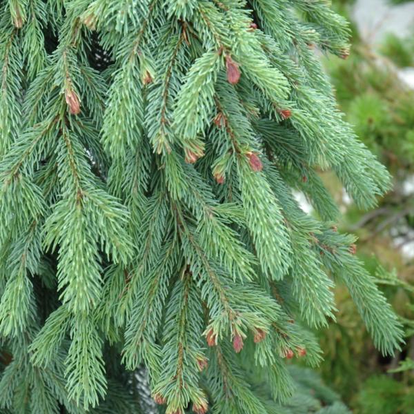 Spruce White Weeping
