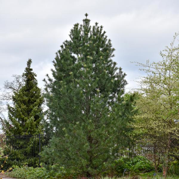 Limber Pine Vanderwolf