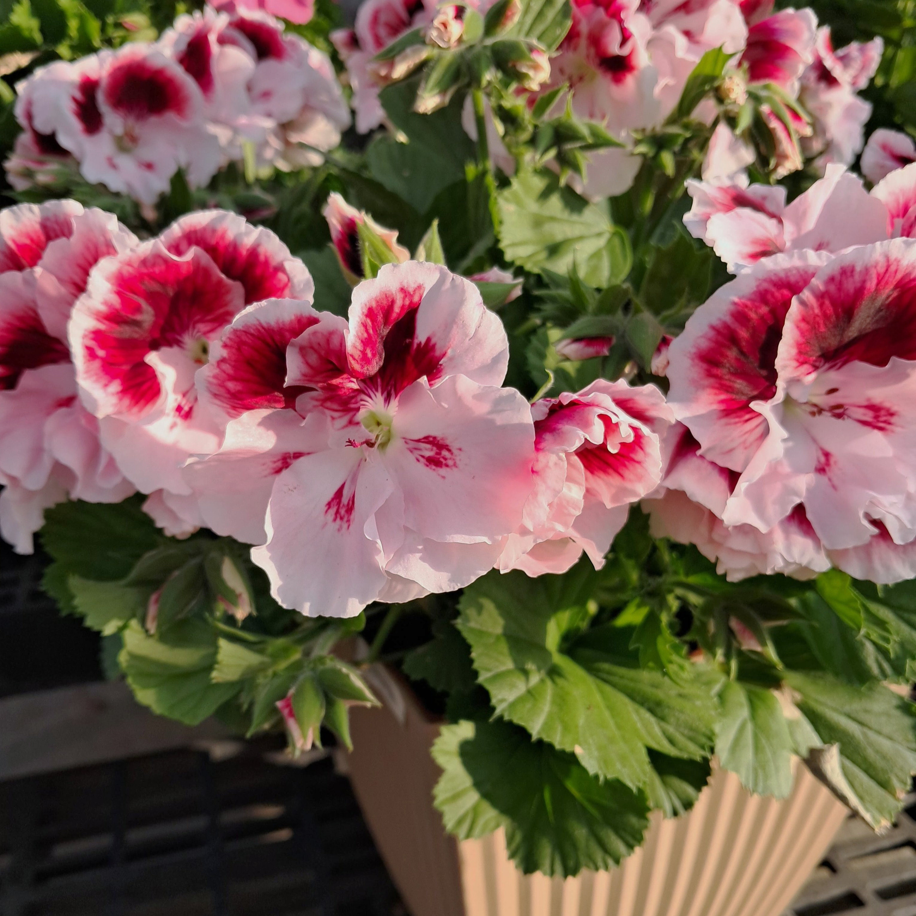Planter Regal Geranium 12in
