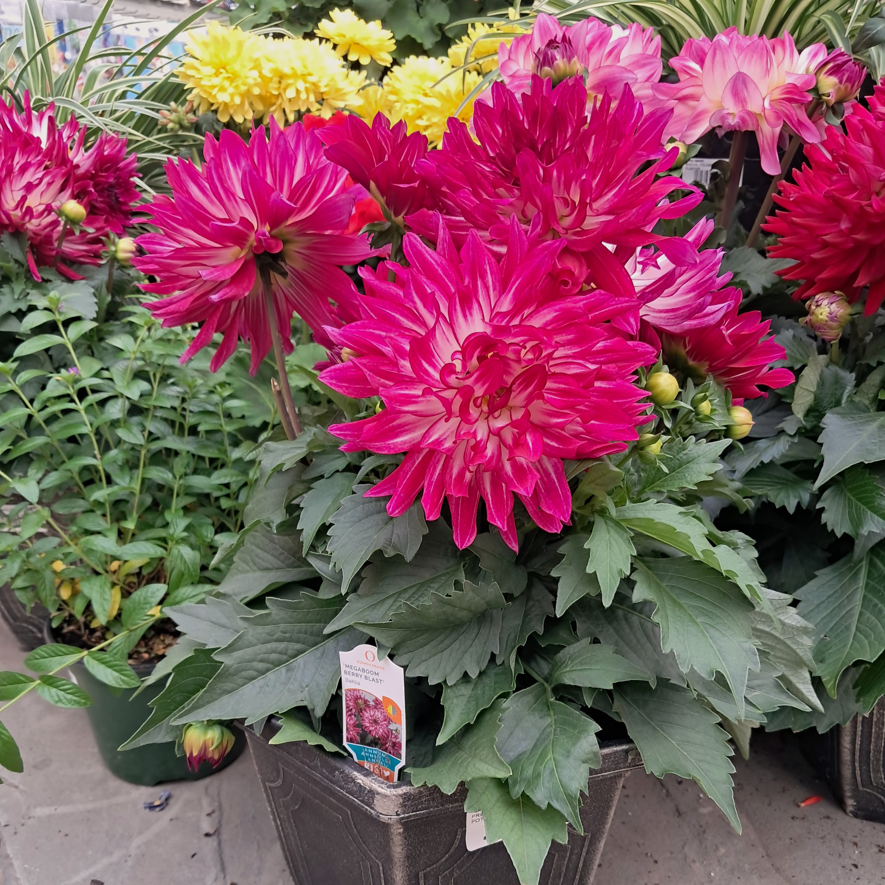 Premium Dahlia Hex Pot