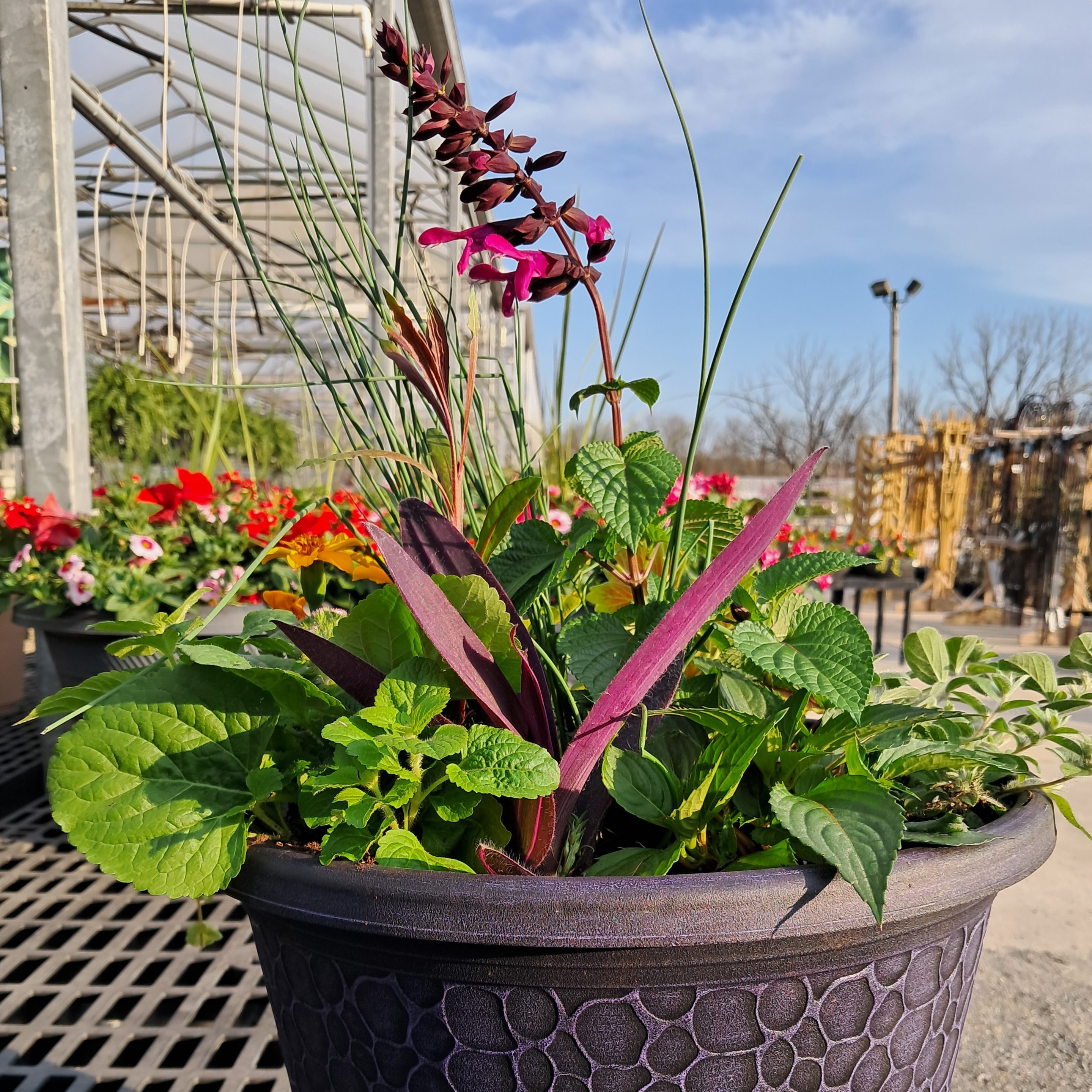 Planter Deck Annual 13-14in