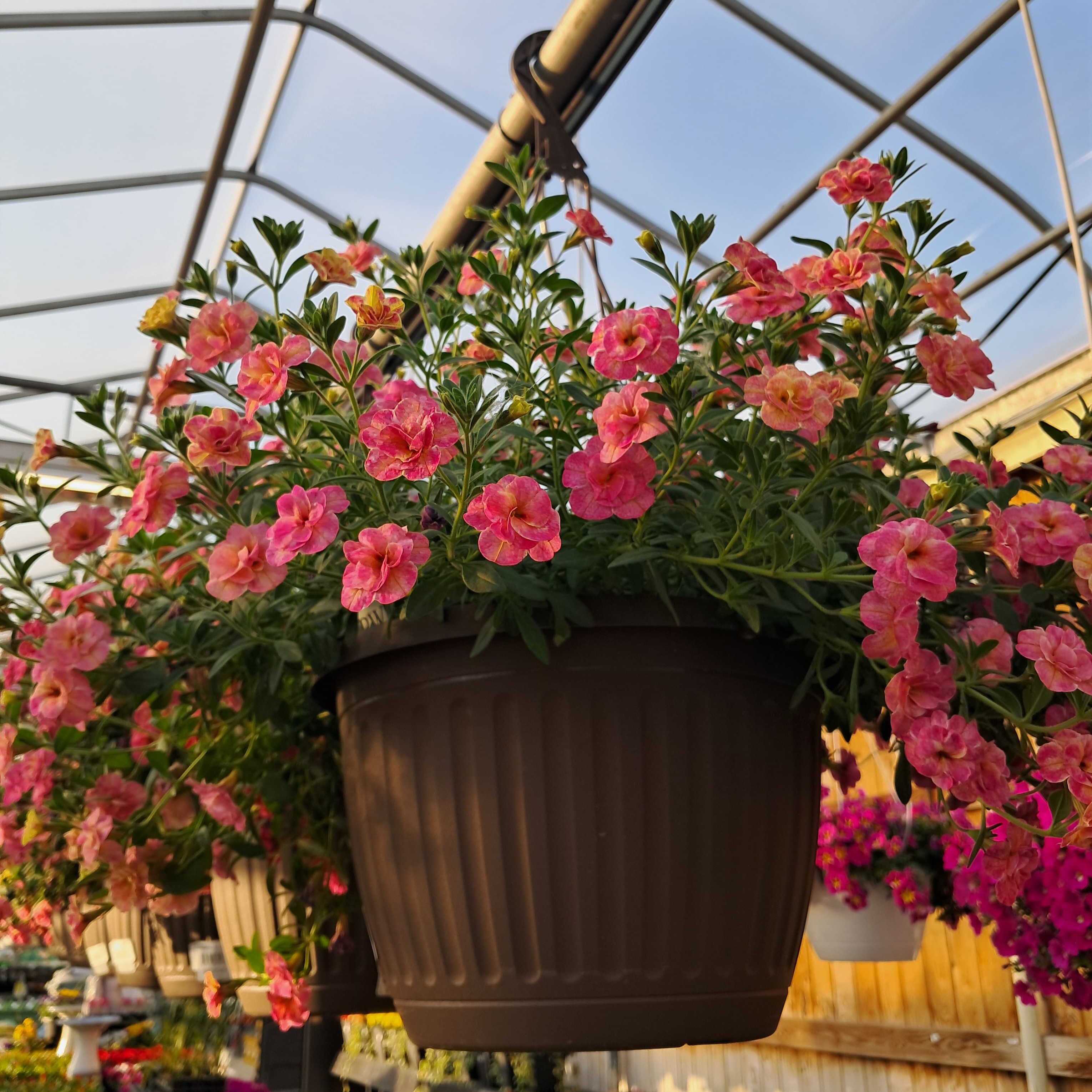 Flowering Annual Hanging Basket 10in