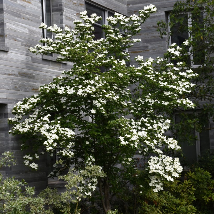 Dogwood Constellation