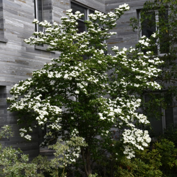 Dogwood Constellation