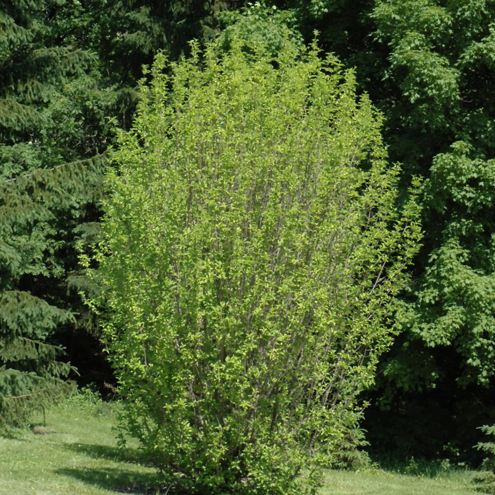 Dogwood Golden Glory