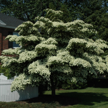 Dogwood Kousa Single Stem
