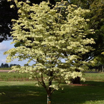 Dogwood Samaritan