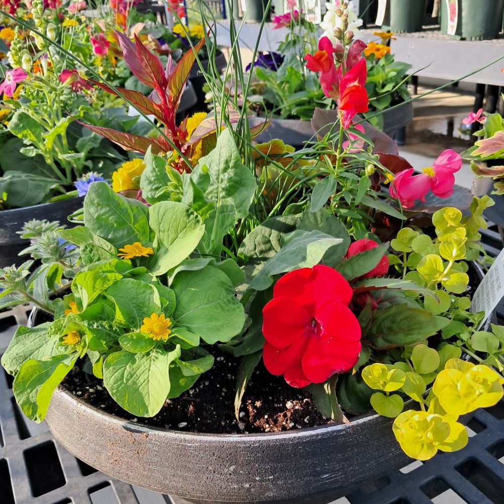 Flowering Low Bowl Planter - 12-14in