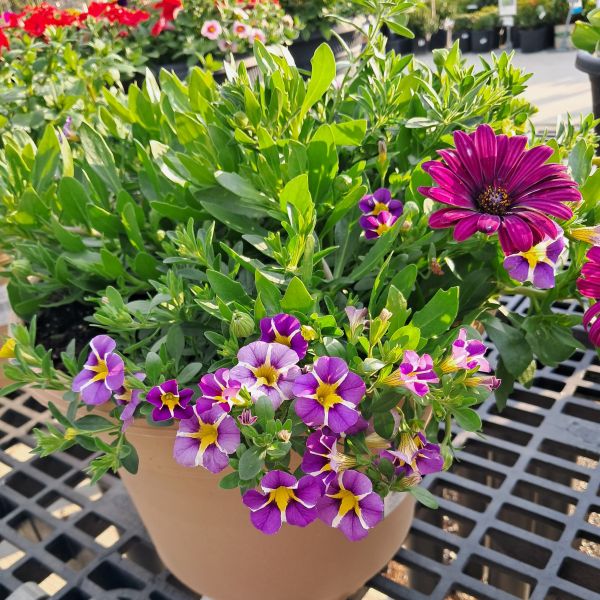 Premium Mixed Planter - 12in