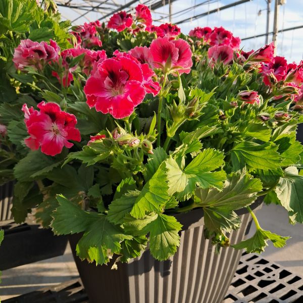 Planter Regal Geranium 12in