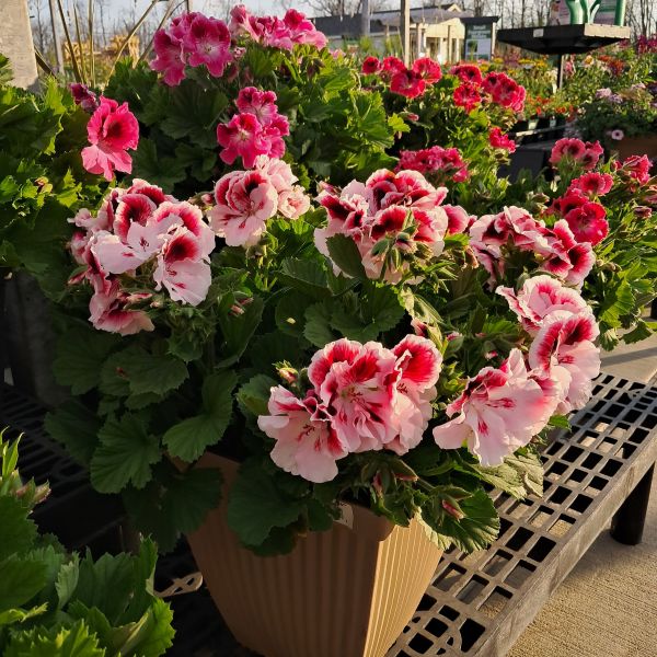 Planter Regal Geranium 12in