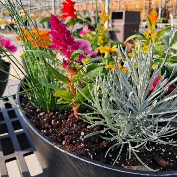 Flowering Oval Planter
