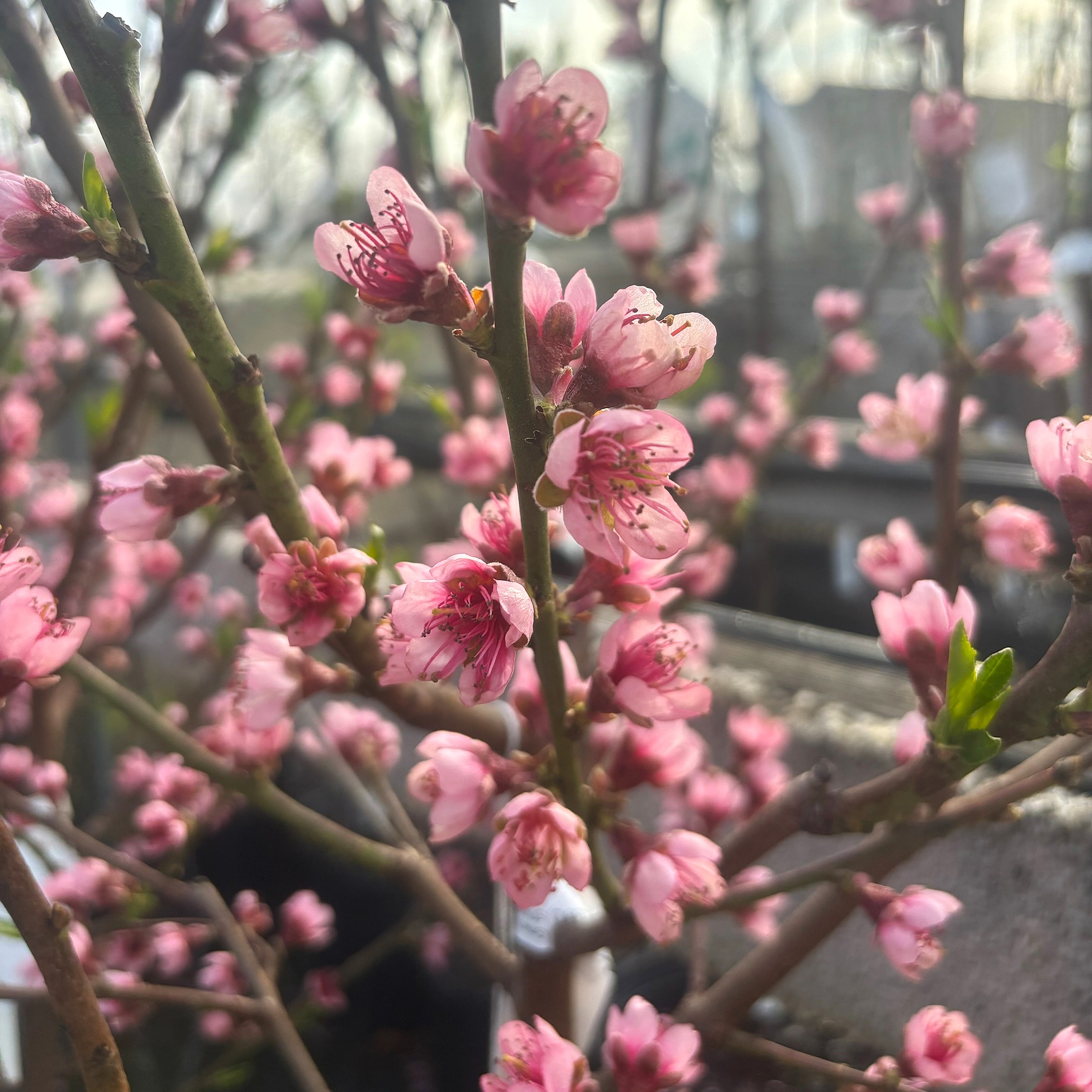 Peach Dwarf Contender - 7 Gal