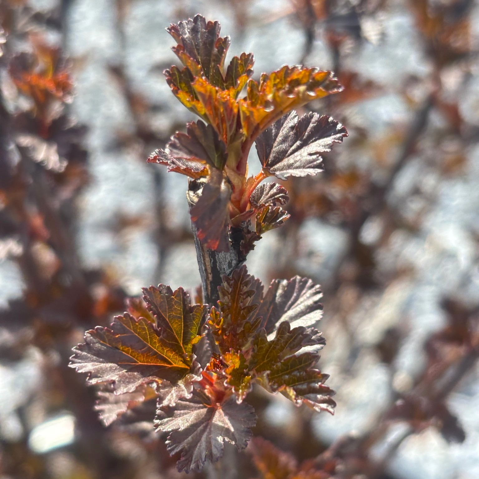 Ninebark Summer Wine Black- 3C