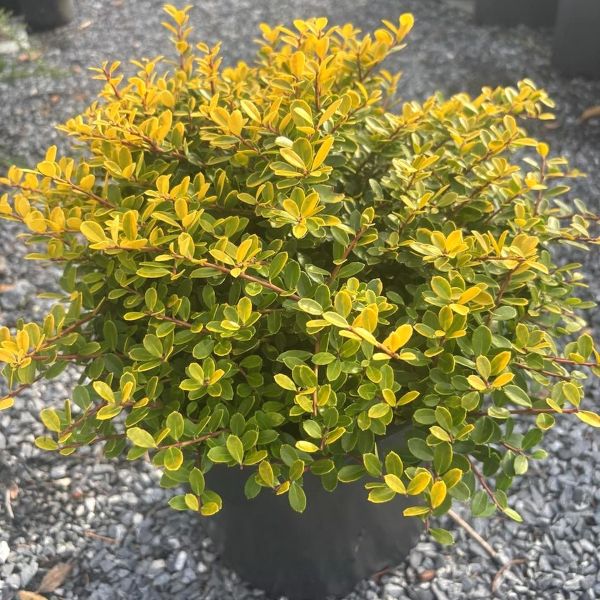 Holly Helleri Gold - 3C