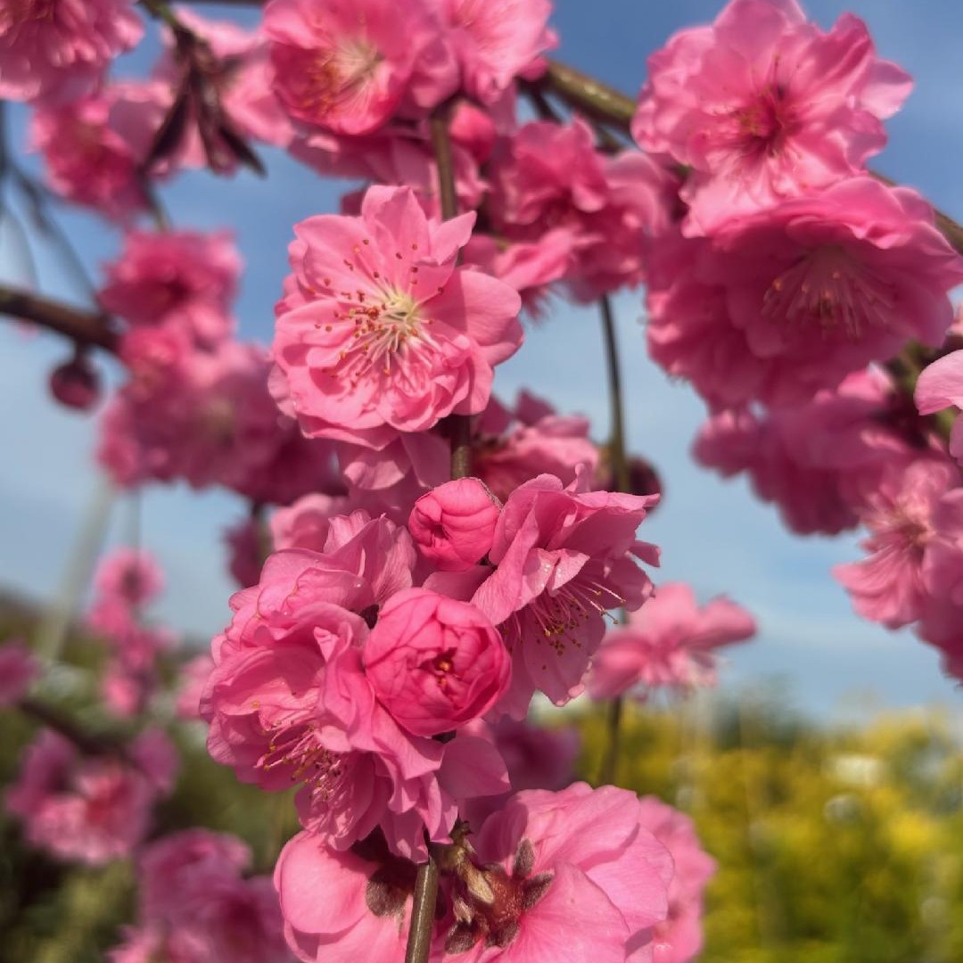 Peach, Flowering Weeping- 10C
