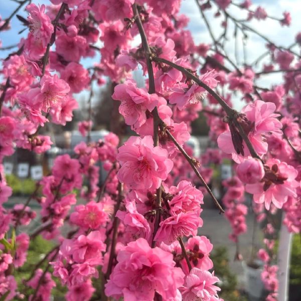 Peach, Flowering Weeping- 10C