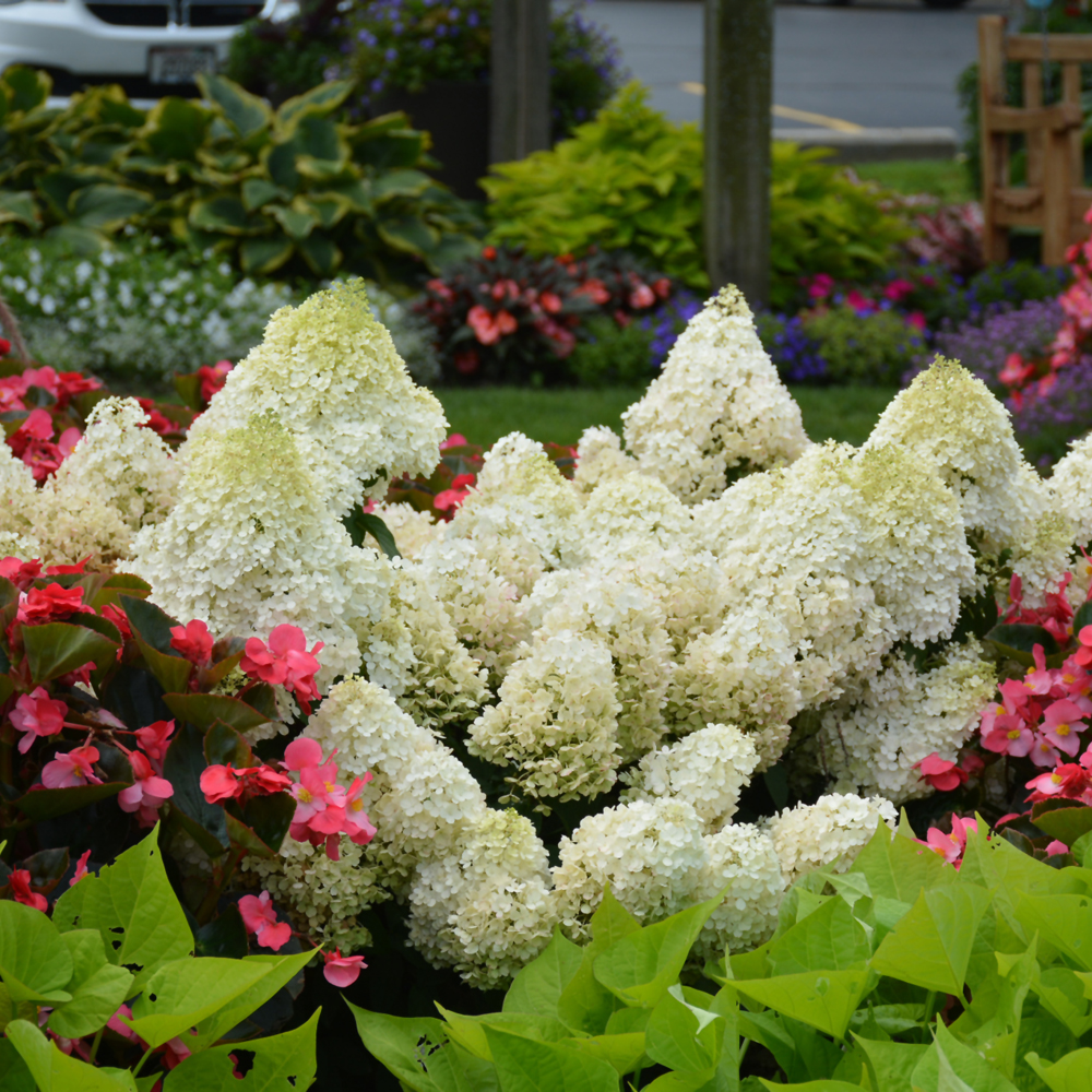 Hydrangea Paniculata Little Lime