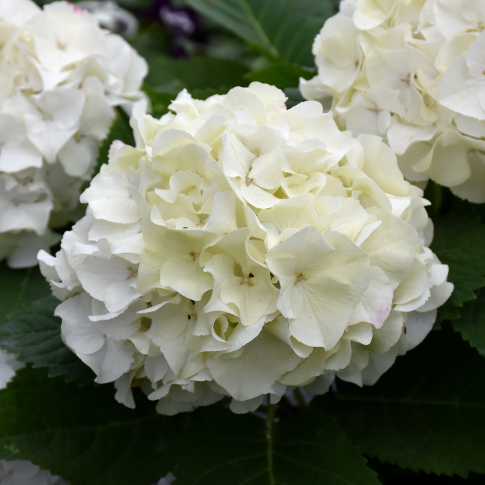 Hydrangea Macrophylla Dreamcloud - 2C