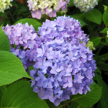Hydrangea Macrophylla Original Endless Summer