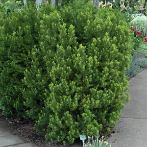 Yew Hicks Upright B&B 18/24"