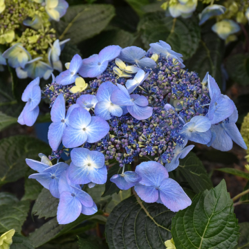 Hydrangea Macrophylla Pop Star