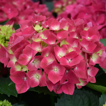 Hydrangea Macrophylla Cherry Go Round - 3C