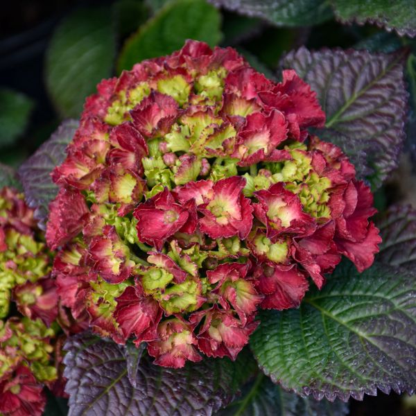 Hydrangea Macrophylla Cherry Go Round - 3C