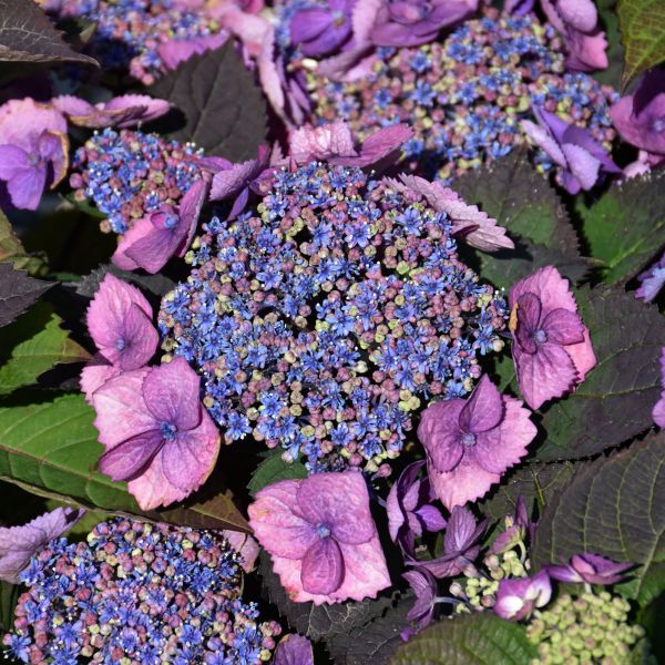Hydrangea Serrata Top Fun - 3C
