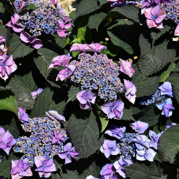Hydrangea Serrata Top Fun - 3C