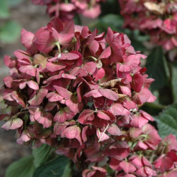 Hydrangea Macrophylla Magical Ruby Red - 3C