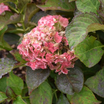 Hydrangea Macrophylla Miss Saori - 3C