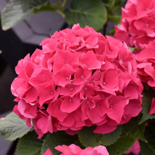 Hydrangea Macrophylla Wee Bit Giddy - 3C