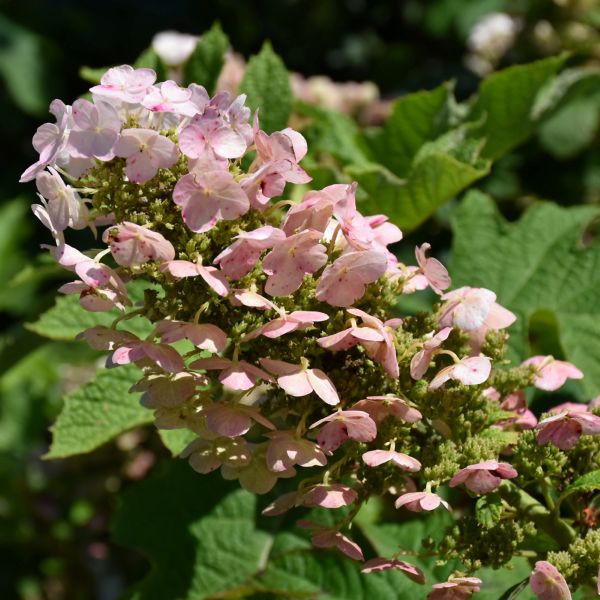 Hydrangea Quercifolia Ruby Slippers - 2C