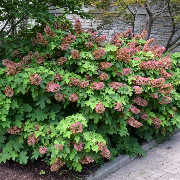 Hydrangea Quercifolia Ruby Slippers - 2C