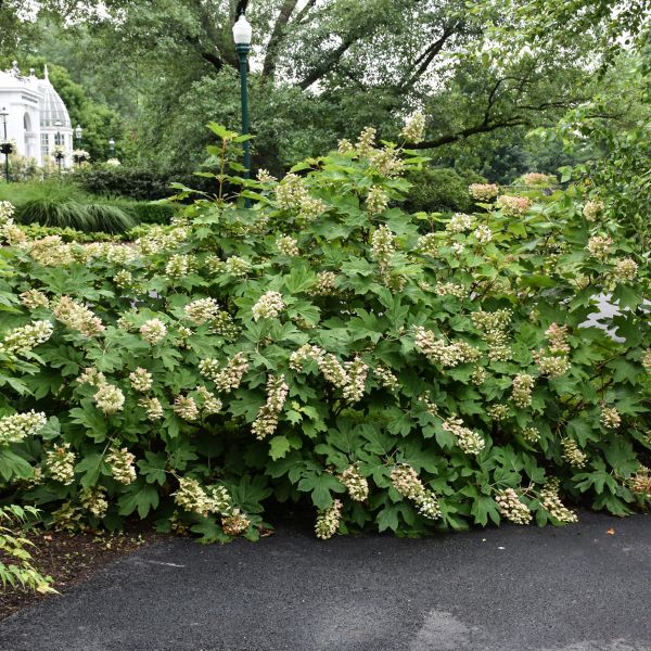Hydrangea Quercifolia Ruby Slippers - 2C