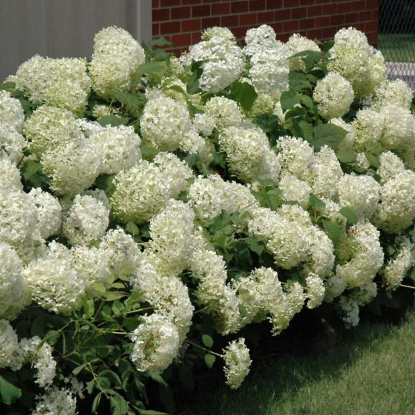 Hydrangea Arborescens Annabelle - 3C