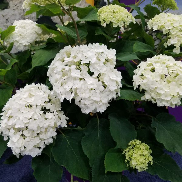 Hydrangea Arborescens Flowerfull - 3C